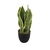 Decorative plant Sanseviera Bicolor, 9 leaves H33cm