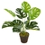Decorative Plant Monstera with 12 Green Leaves