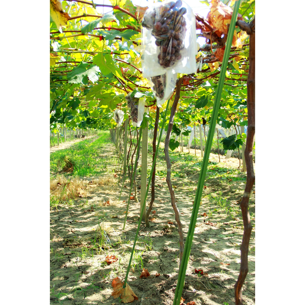 Βέργα Στήριξης Φυτών 8x1200mm